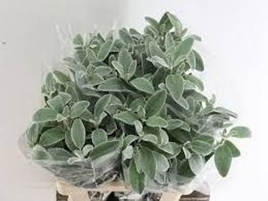 SENECIO